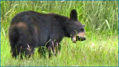 Young Black Bear A young black bear dines on meadow grasses, a natural food source. Photo credit: Nevada Department of Wildlife.
